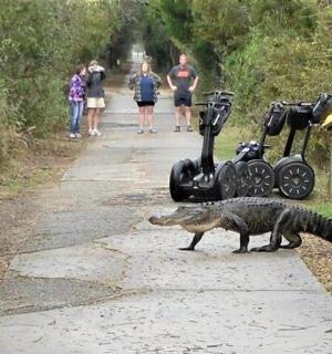 a lizard on the side of a road with people walking