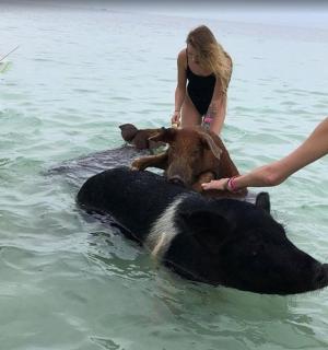 一群人在水中，还有一头牛在水中