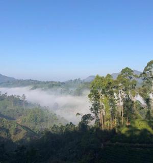 a view of a misty mountain with trees