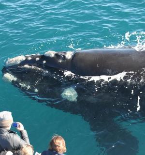 一群人正在拍摄水中的鲸鱼