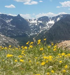 a field of yellow flowers on the side of a mountain
