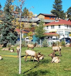 a group of deer laying in the grass in a field