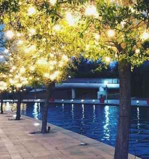 a row of trees in front of a pool at night