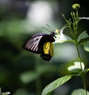 a black and yellow butterfly sitting on a plant