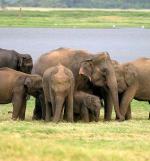 一群大象站在水边