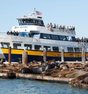 o navă de croazieră cu o grămadă de foci în fața ei