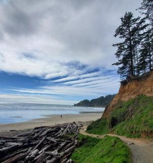 pláž s hromadou stromů a oceánem