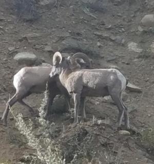 dues cabres dretes al cim d'un turó rocós