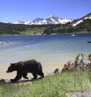 un urs negru mergând pe lângă un lac cu o barcă