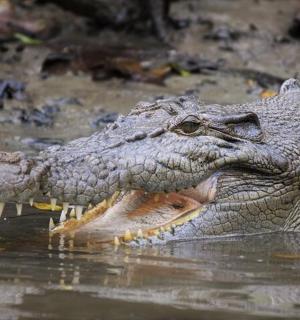 an alligator in the water with its mouth open