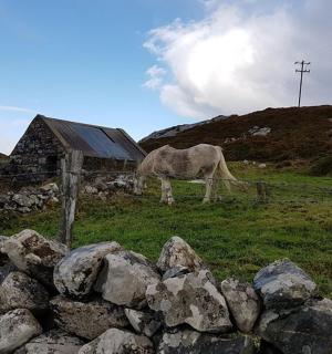 a horse grazing in a field next to a fence