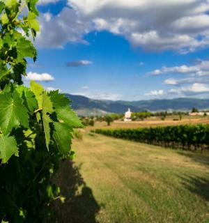 一片葡萄园，蓝天白云