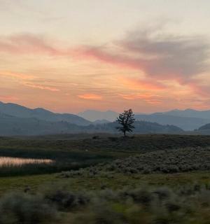 田野中央的一棵树，夕阳西下
