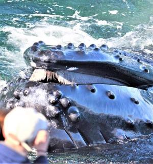 a dolphin in the water next to a boat