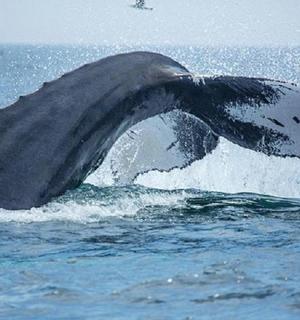 水中张着嘴的海豚