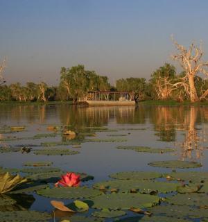 湖中长满睡莲的船