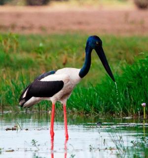 a bird with a long neck standing in the water