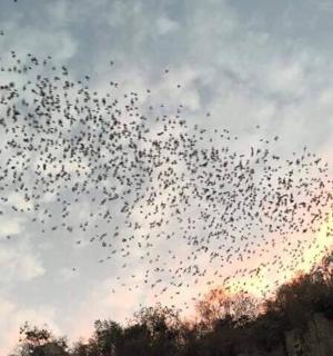 a flock of birds flying in the sky