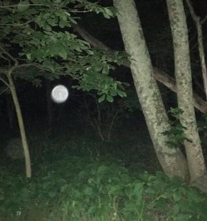 a white moon in the middle of trees at night