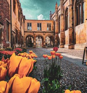 建筑物前的一束橙色郁金香