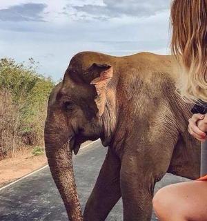 a young elephant walking down a road with a woman