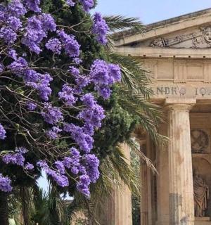 keř fialových květů před budovou