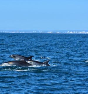 a group of dolphins swimming in the water