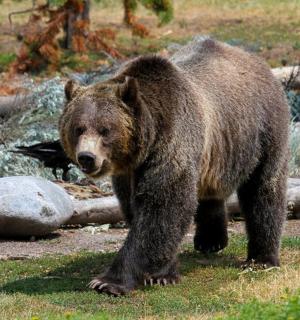 a large brown bear walking in the grass