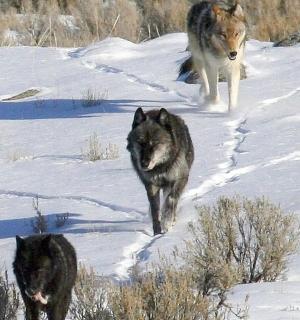 two wolves are walking in the snow