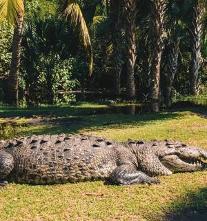 a large crocodile laying on the grass in a field