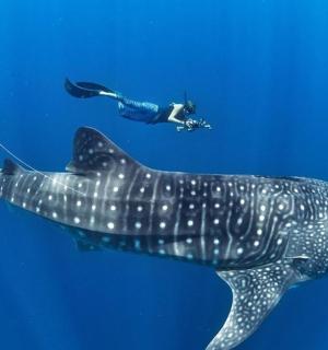 a person is swimming next to a whale shark