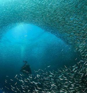 uma pessoa nadando no oceano com um grande grupo de peixes