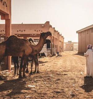 a woman standing next to two camels on a dirt road