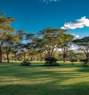 一片草地，背景是树木