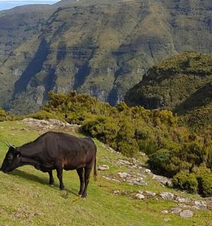 一头黑牛站在一座山上的草山上