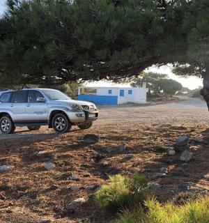 一辆白色卡车停在一棵树旁