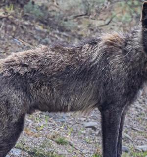 a wolf standing on the side of a hill