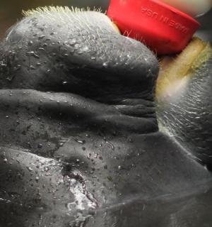 一头大象在水中，嘴里叼着刷子