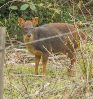 一只棕色的小狗站在草地上