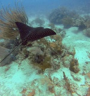 a stingray swimming in the ocean with a coral reef