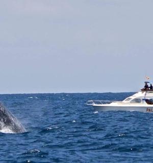 a whale jumping out of the water next to a boat