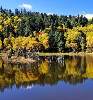 以树木为背景的湖景