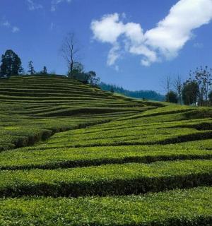 一座长满绿草的大绿色山丘