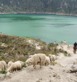 a herd of sheep standing on a hill near a body of water
