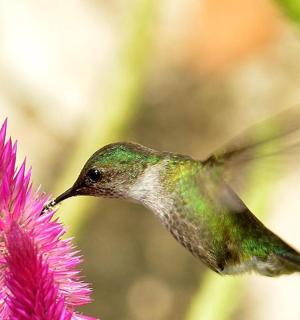 a hummingbird is feeding from a purple flower