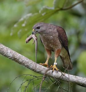 a bird standing on a tree branch with a piece of food in its mouth