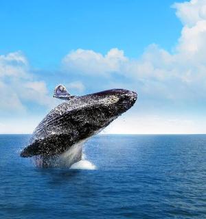a humpback whale jumping out of the water