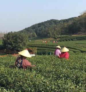 一群在茶园工作的人