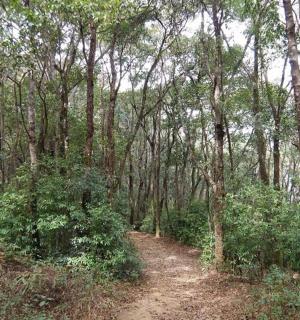 森林里长满树木和灌木的土路