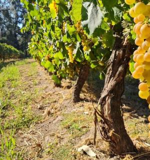 a bunch of grapes hanging from a tree in a vineyard